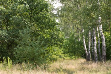 yaz ormanlarında huş ağaçları, Polonya 