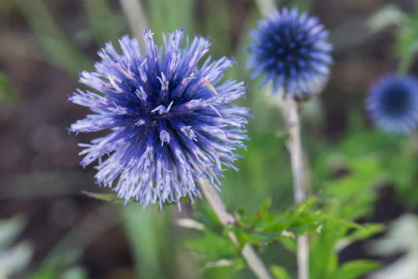 Echinops sphaerocephalus, Globe-Thistle kwiaty — Zdjęcie stockowe