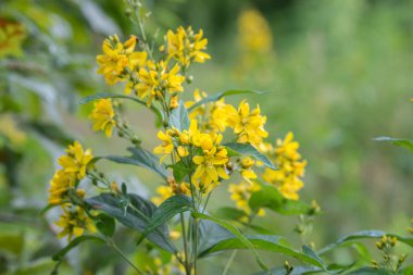 Lysimachia vulgaris, sarı loosestrife, bahçe loosestrife yel
