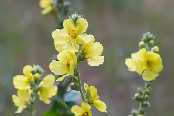 Mullein, velvet plant yellow flowers — Stock Photo, Image