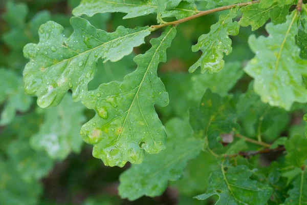 Gouttes d'eau sur feuilles de chêne vert d'été — Photo