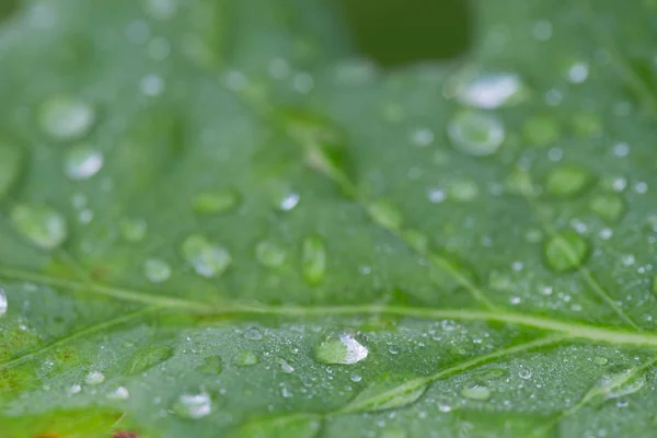 Gotas de agua sobre hojas verdes de roble de verano — Foto de Stock