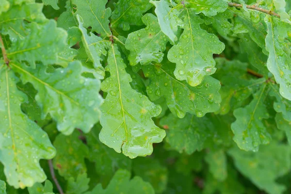 Water druppels op zomereiken groene bladeren — Stockfoto