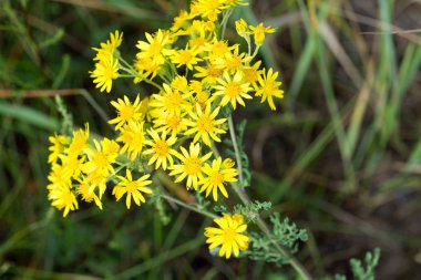 Jacobaea vulgaris, ragwort, ortak ragwort, benweed sarı flowe