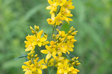 Lysimachia vulgaris, sarı loosestrife, bahçe loosestrife yel