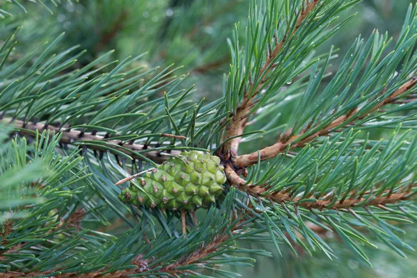 Cone de pinheiro verde no galho — Fotografia de Stock