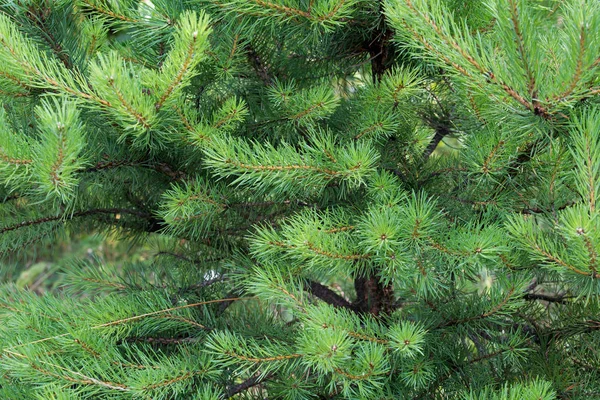 Ramas de pino en el bosque — Foto de Stock