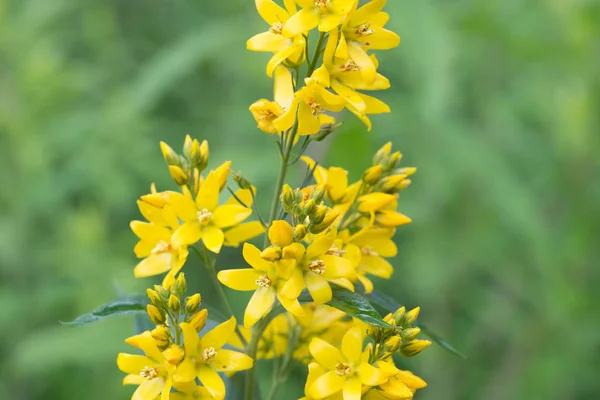 Lysimachia vulgaris, sarı loosestrife, bahçe loosestrife yel — Stok fotoğraf