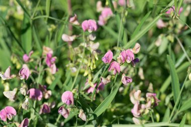 Lathyrus sylvestris, düz bezelye, dar çizgili sonsuz bezelye iğnesi