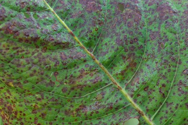 Hoja de acedera multicolor macro — Foto de Stock