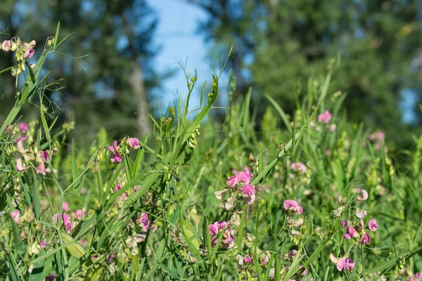 Lathyrus sylvestris, guisante plano, alfiler de guisante eterno de hoja estrecha — Foto de Stock