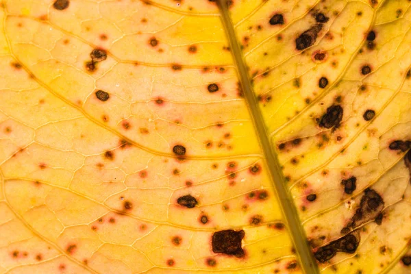 Hoja de acedera multicolor macro — Foto de Stock