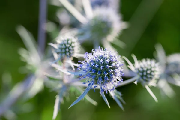 Eryngium planum, eryngo azul, flores planas de acebo de mar — Foto de Stock