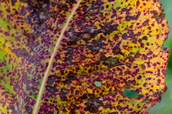 Macro de folha de azeda multicolorida — Fotografia de Stock