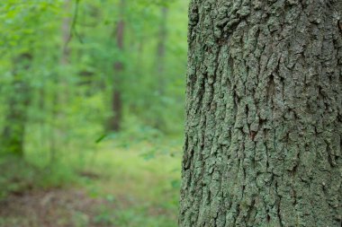 ormanda eski meşe ağacı gövdesi 