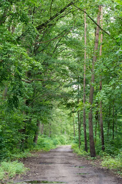 在夏季森林乡村道路 — 图库照片