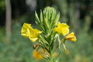 akşam Primrose sarı çiçekler 