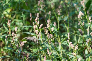 Persicaria maculosa, bayan başparmak çiçekleri 