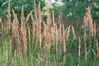 Calamagrostis epigejos, wood small-reed, bushgrass grass inflore clipart
