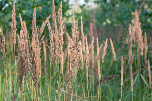 Calamagrostis epigejos, madera de caña pequeña, hierba arbustiva inflore — Foto de Stock