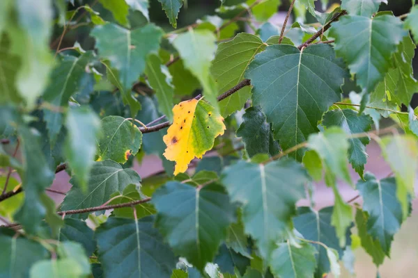 Zielone i żółte liście brzozy — Zdjęcie stockowe