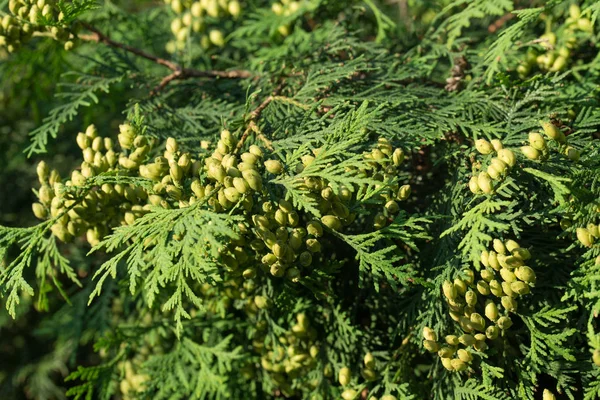 Thuja löv och omogna koner — Stockfoto