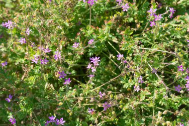 Erodyum cicutarium, redstem filaree, pinweed 