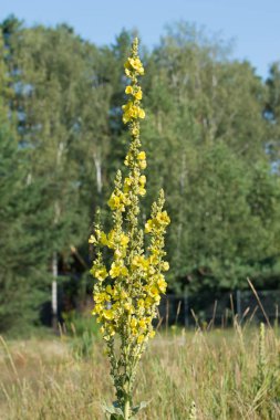 Verbascum lychnitis, mullein, kadife bitki sarı çiçekler