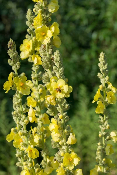 Verbascum lychnitis, mullein, roślina aksamitna żółte kwiaty — Zdjęcie stockowe