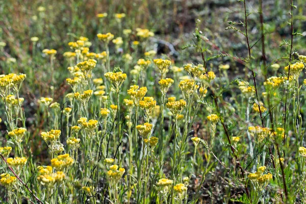Elicriso arenario, nano everlast, immortelle fiori gialli — Foto Stock