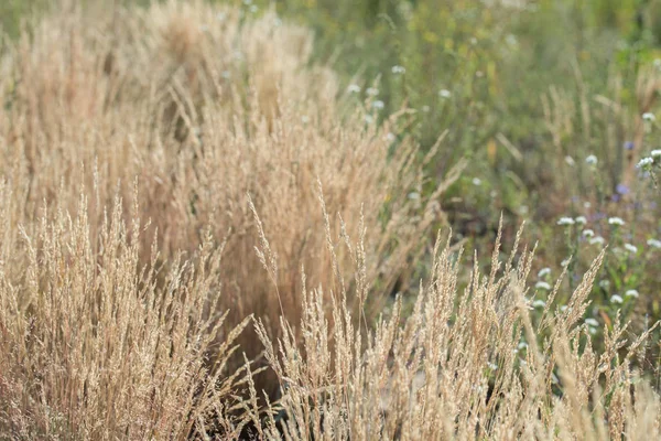 Hierba seca en el campo — Foto de Stock