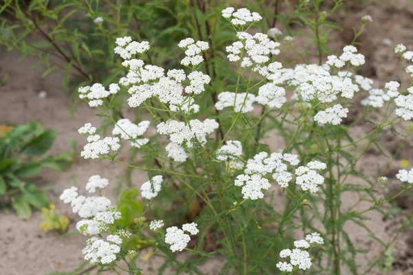 Achillea millefolium, flores blancas milenrama — Foto de Stock