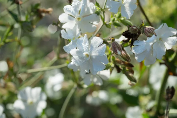 Silene latifolia, white campion flower macro — Stock Photo, Image