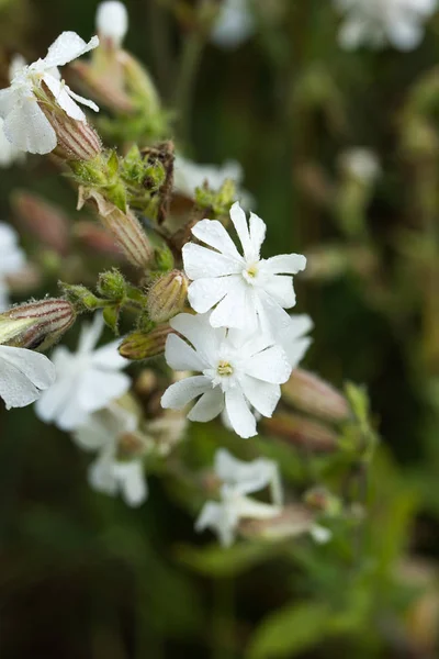 Silene latifolia, white campion flower macro — Stock Photo, Image