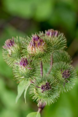arctium, burdock çiçekleri closeup
