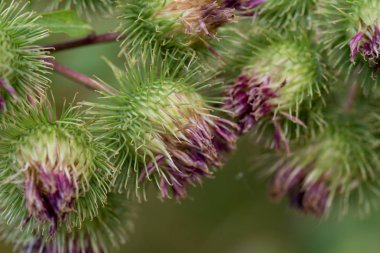 arctium, burdock çiçekleri closeup
