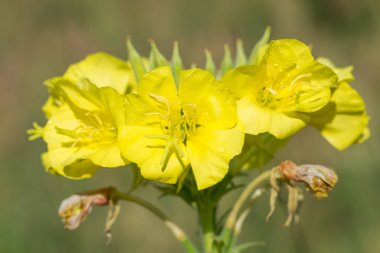 akşam Primrose sarı çiçekler 