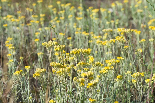 Helichrysum arenyumu, sonsuza dek cüce, ölümsüz sarı çiçekler