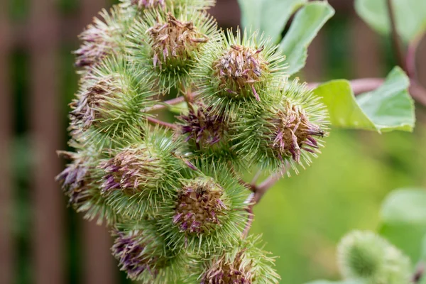 Arctium, primo piano fiori di bardana — Foto Stock