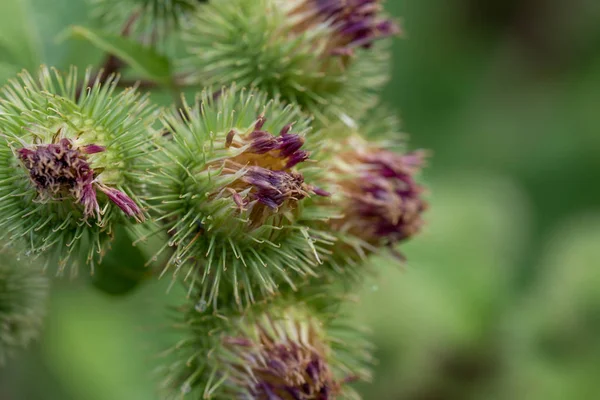 Arctium, flores de bardana primer plano — Foto de Stock