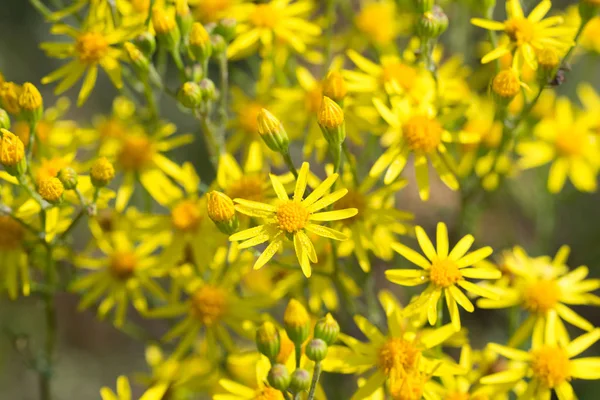 Jacobaea vulgaris, ragwort, ortak ragwort, benweed sarı flowe — Stok fotoğraf