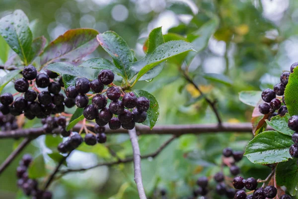 Aronia melanocarpa, Zwarte appelbes bessen op tak — Stockfoto