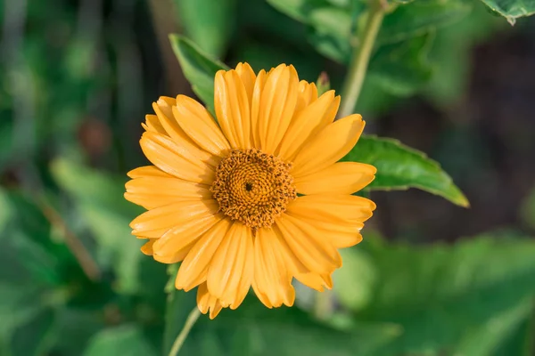 Calêndula flor de laranja close-up — Fotografia de Stock