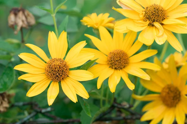 Alcachofra de Jerusalém, Helianthus tuberosus, raiz solar, sunchoke, ea — Fotografia de Stock