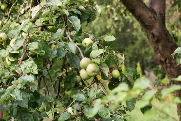Frutos de maçã verdes em galho — Fotografia de Stock