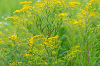 Solidago canadensis Kanada Goldenrod sarı çiçekler 