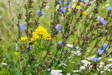 yaz çayır çok renkli çiçekler