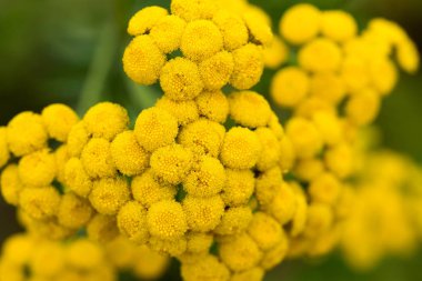 Tansy (Tanacetum vulgare) sarı çiçekler makro