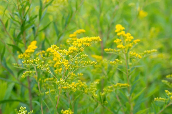 ソリダゴカナデンシスカナダゴールデンロッド黄色の花 — ストック写真
