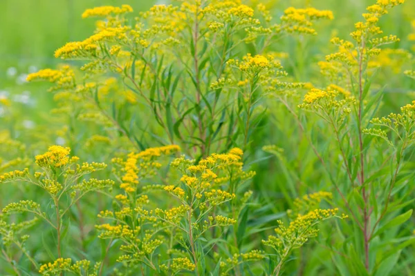 ソリダゴカナデンシスカナダゴールデンロッド黄色の花 — ストック写真